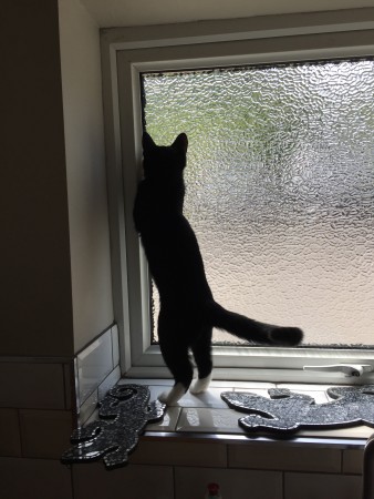 Can I Let My Cat Outside With Stitches Can I Let My Cat Outside With Stitches